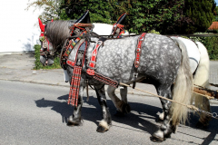 erntedank_gottestdienst_mit_auszug_zum_festplatz_191_20150915_1501642010